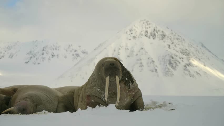 Walruses lying on snow with a large snowy mountain background
