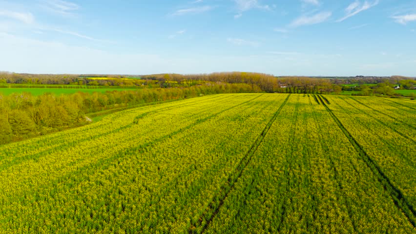 Vehicle driving along narrow country road beside yellow canola crops and dense tree line. Rural mobility across farmland with blooming fields and open countryside scenery. Travel route connecting