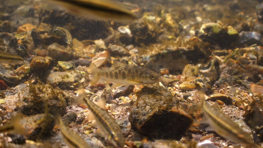 Juvenile Brown Trout swims feeds and shelters from current and exits frame. River Avon, Wiltshire, UK