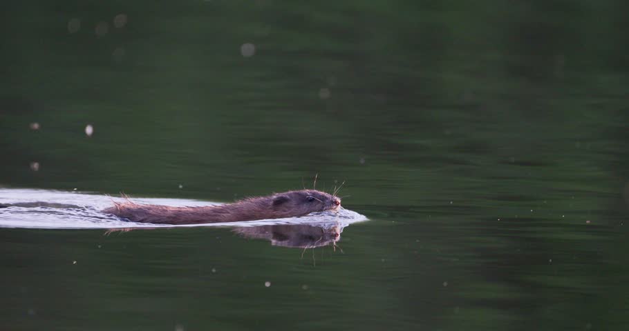 Slow motion close-up of a muskrat swimming in calm water with perfect reflection