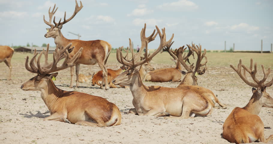 Group of majestic red deer with large antlers resting in paddock