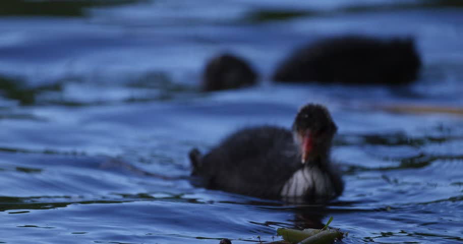Slow motion close-up of a juvenile Eurasian coot stepping out of the water at twilight in search of food