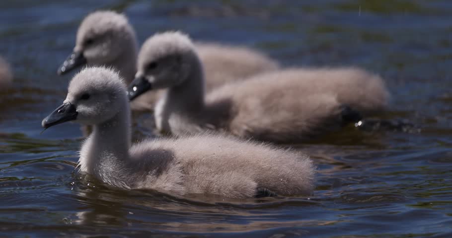 Slow motion close-up of a group of fluffy cygnets foraging for food in the water next to their mother