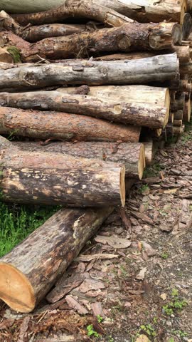 Felled trees in a forest, deforestation logging industry in the woodlands, stack of cut logs, wooden material in Westerwald Germany Europe vertical video