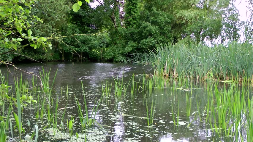 Pond with Reed Bed and Marsh