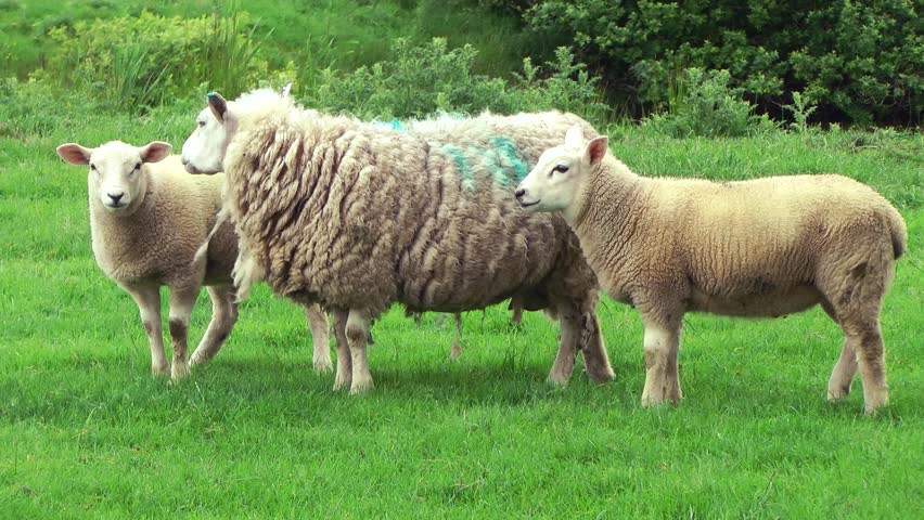 Ewe and Lambs looking at camera and then walk away