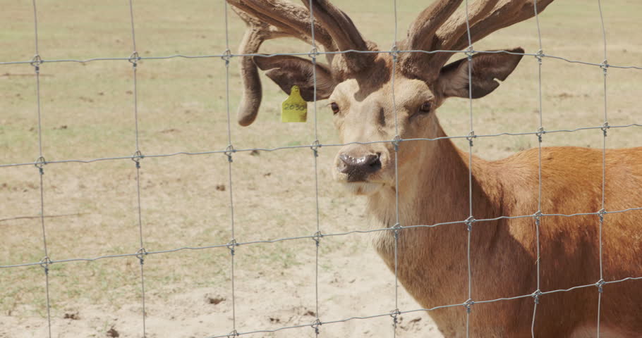 Close up of majestic red deer with large antlers behind wire fence