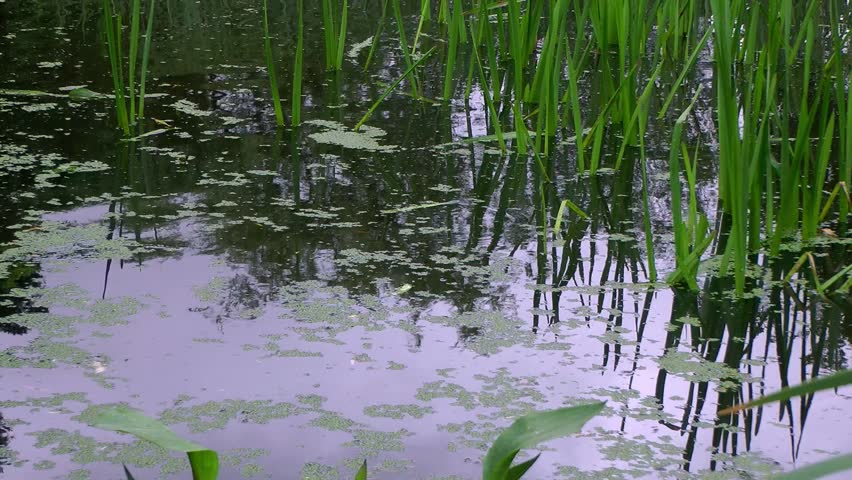 Pond with Reed Bed and Marsh