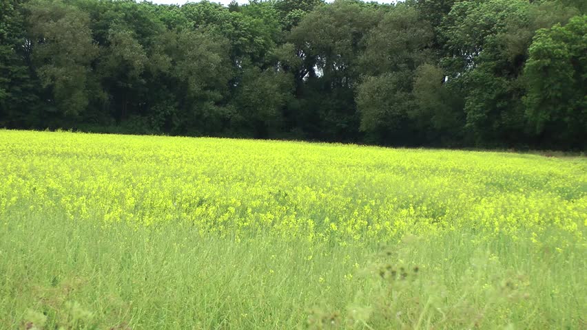 Oilseed/Rapeseed Field