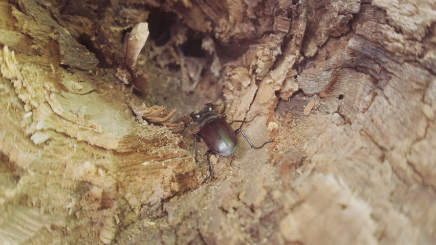 Stag Beetle with big horns hides in decayed tree trunk. Male European Greater Stag Beetle (Lucanus cervus) with its enlarged mandibles, seeks shelter in rotten stump of an old wood