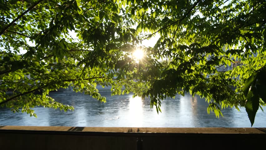 Sunlit Leaves Swaying Above a Rippling River