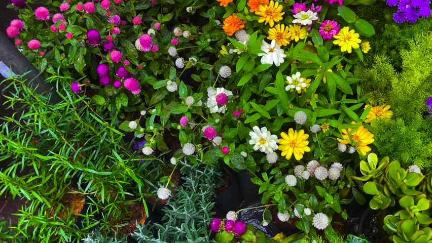 Vibrant garden bed filled with colorful blooming flowers including bright pink globe amaranth yellow zinnias orange marigolds and purple asters surrounded by green foliage in daylight