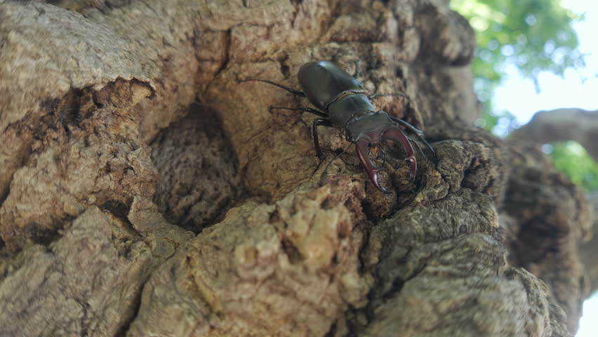 Greater Stag Beetle (Lucanus cervus) moving downward rough tree trunk. Close-up of European Stag Beetle climbing down on textured old tree bark. Big black stag beetle with large mandible in park