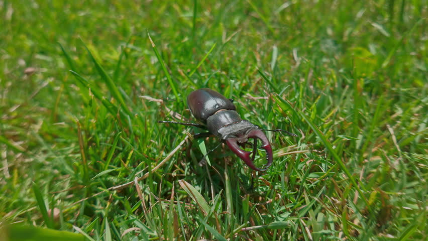 Front view of Stag Beetle is crawling, pushing its way through tall thick grass. Greater Stag Beetle (Lucanus cervus) with big mandibles clumsily moves in thickets green grass on sunny summer day.
