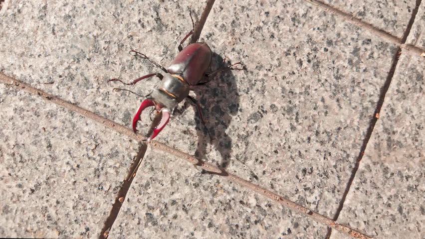 Greater Stag Beetle (Lucanus cervus) walks along granite sidewalk on bright sunny day. Close-up of Stag Beetle clumsily crawling on sidewalk. Big black beetle walking on floor on street of city