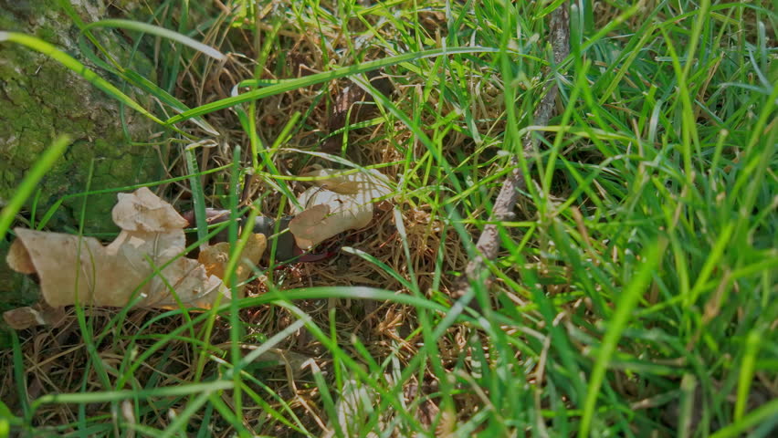 Greater Stag Beetle (Lucanus cervus) hides in green grass under an oak leaf. Stag Beetle at base of an old oak tree hides under fallen oak leaves in green grass.