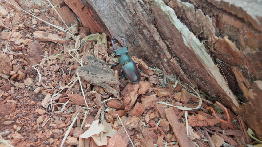 European Stag Beetle with big horns moves inside decayed old trunk. Male Greater Stag Beetle (Lucanus cervus) with its enlarged mandibles, seeks shelter in rotten stump of an old wood