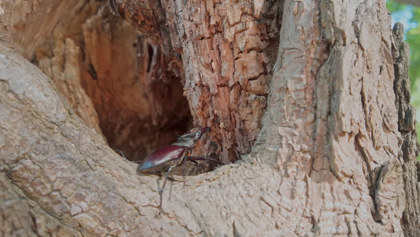Greater Stag Beetle moving straight toward decayed recess of an old tree. Beetle explores rotten cavity of ancient wood, looking for spot to conceal itself. Stag Beetle crawls to inside decayed hole