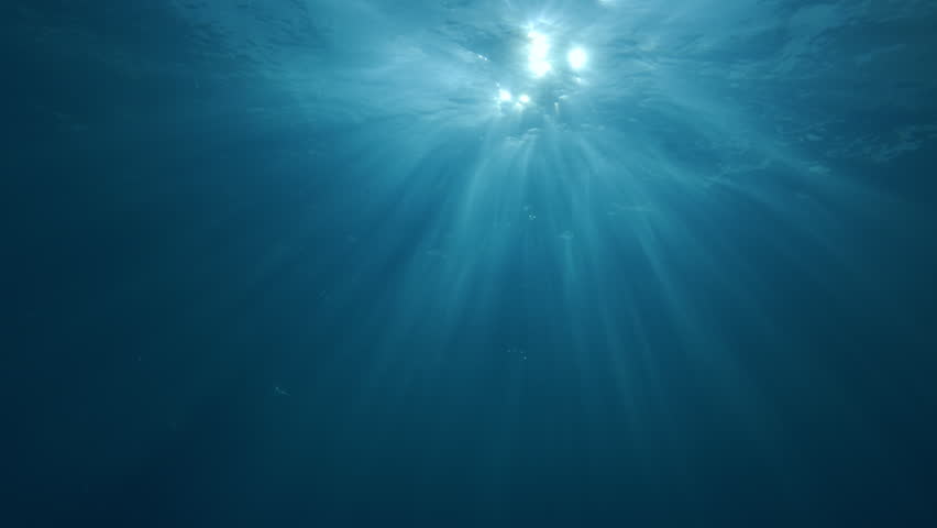 Silhouettes of family of bottlenose dolphins swim at sunrise under bright sun rays, Backlight by vivid sunbeams. Three dolphins swimming in dancing rays of morning light below water surface.