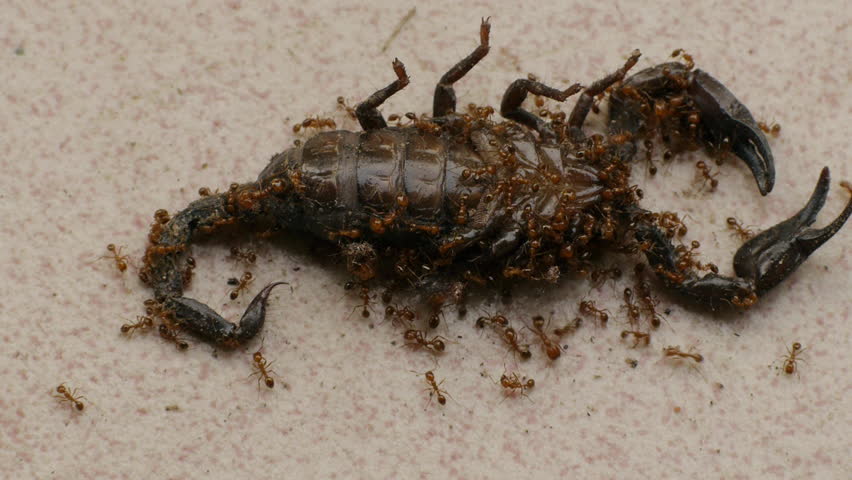 Ants eating a dead scorpion