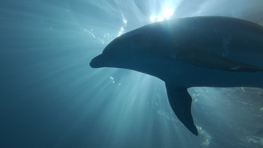Close up - Bottlenose dolphin swims against backdrop of bright dancing sun rays beneath surface of water, backlit by sunlight. Silhouette of dolphin swimming in halo of vibrant shimmering sun rays at sunrise