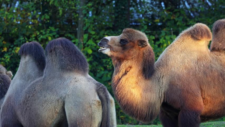 The Bactrian camel, Camelus bactrianus is a large, even-toed ungulate native to the steppes of Central Asia. The Bactrian camel has two humps on its back