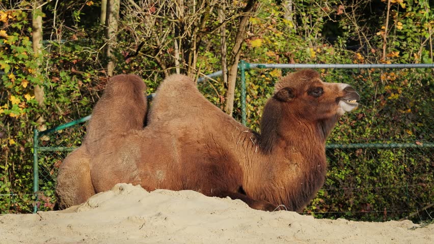 The Bactrian camel, Camelus bactrianus is a large, even-toed ungulate native to the steppes of Central Asia. The Bactrian camel has two humps on its back