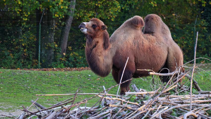 The Bactrian camel, Camelus bactrianus is a large, even-toed ungulate native to the steppes of Central Asia. The Bactrian camel has two humps on its back