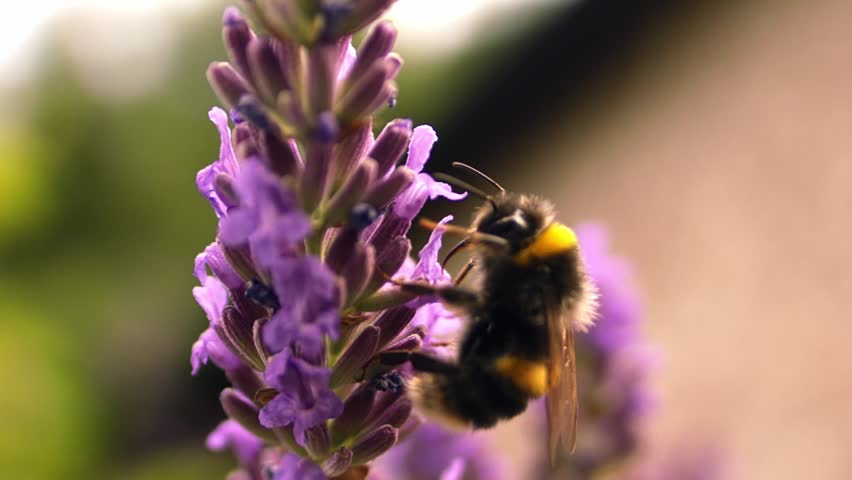 Bumble bee climbing on lavender flower for nectar close up super slow motion shot selective focus
