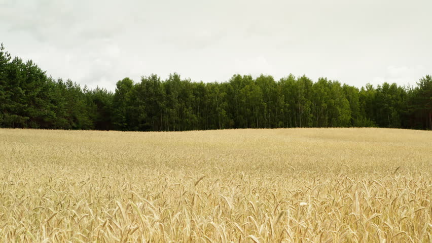 Ripe wheat stalks grow in an expansive agricultural field under a cloudy sky. This golden cereal crop near a deciduous forest represents organic farming, bread production, and harvesting.