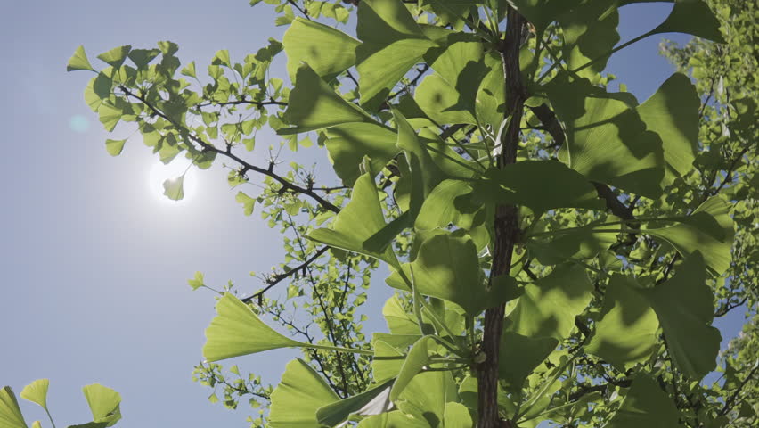 Camera moves along branches covered with vivid green leaves and last year