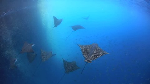 Spotted eagle rays and large school of fish underwater in the Galapagos Islands