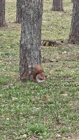 Red squirrel sitting at the base of a tree in a peaceful woodland setting.