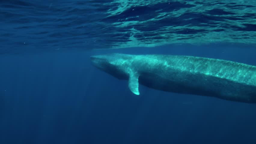 A blue whale - Balaenoptera musculus - glides motionlessly beneath the ocean surface, carried forward by its momentum in clear blue water.