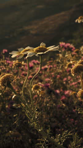 Pink wildflowers glowing on shaded hillside slope