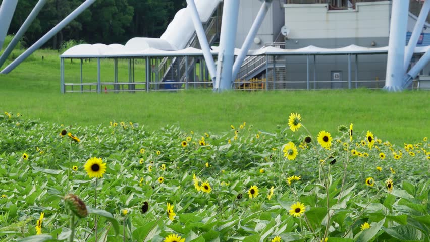 Sunflowers blooming in front of the giant Ferris wheel structure at Kasai Rinkai Park in Tokyo, Japan, during summer