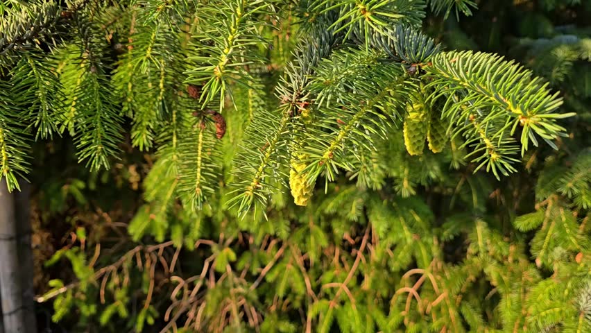 Young green cones on a pine branch. Norway, Alver. July