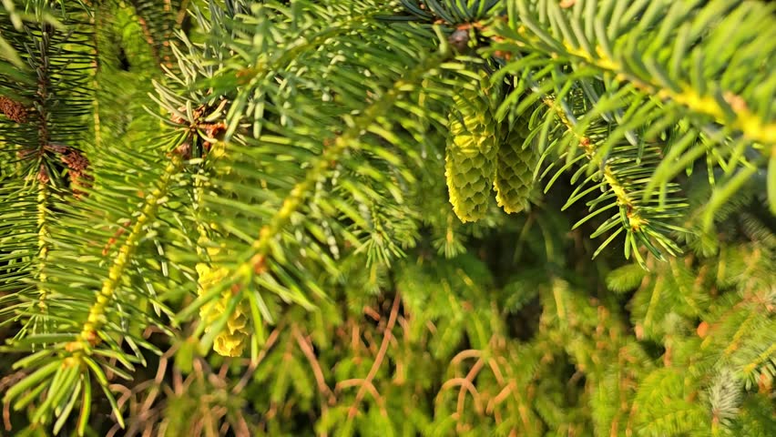 A young green cones on a pine branch. A forest scene. Norway, Alver. July
