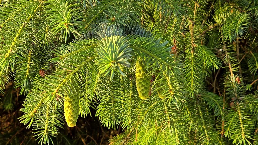 Young green cones on a pine branch. Norway, Alver. July