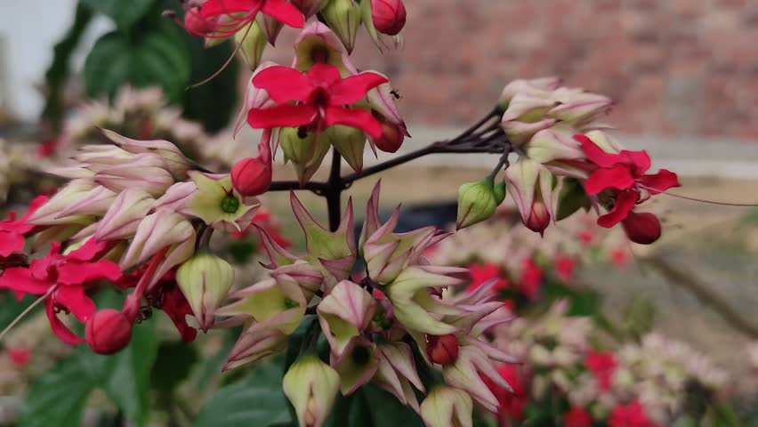 Close-up footage of red bleeding heart vine flowers gently swaying in a tropical garden.