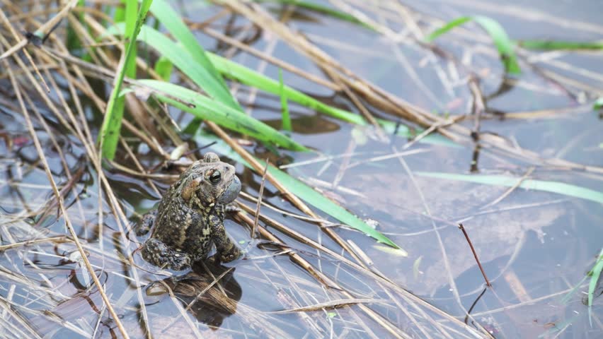 Little Canada, Minnesota, Gervais Park. An American toad singing his mating call in a pond. Previously classified as Bufo americanus, it has been reclassified as Anaxyrus americanus.
