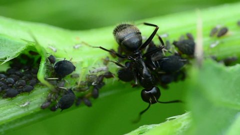 Carpenter Ant arranging aphids for the collection of the honey dew they produce.
