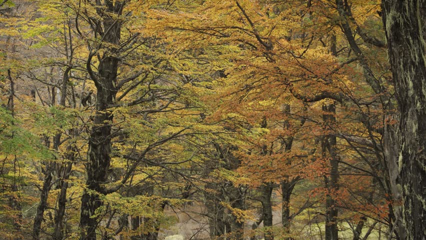 Dense forest landscape with colorful autumn foliage on trees, featuring vibrant yellow, orange, and brown leaves during the fall season.