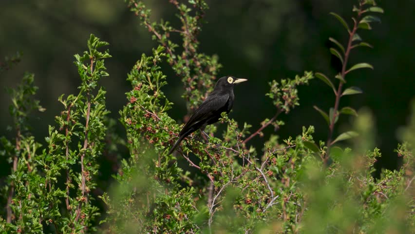 Black spectacled tyrant bird perched on a branch in lush foliage, highlighting its characteristic yellow eye ring and beak in a natural environment.