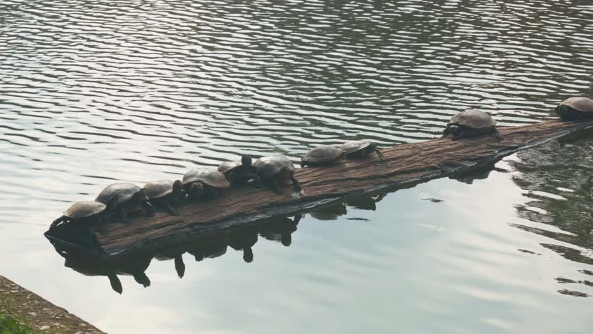 Turtles and birds at Horto Florestal Parque, in the north of Sao Paulo, Brazil.