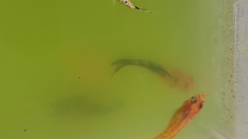 Orange Japanese rice fish swimming near the surface in an outdoor pond filled with green water