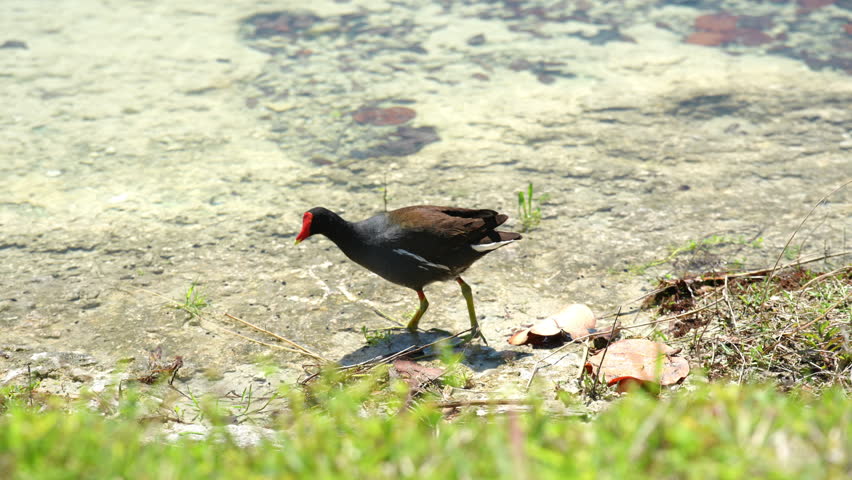 Adult common gallinule, Gallinula galeata, walks actively through shallow transparent water searching for food and pecking along the rocky bottom. Submerged stones and green aquatic plants cover the pond bottom. Handheld real-time video captures the continuous feeding process underwater.