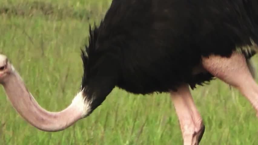 Male Ostrich Grazing in Grassland Close Up