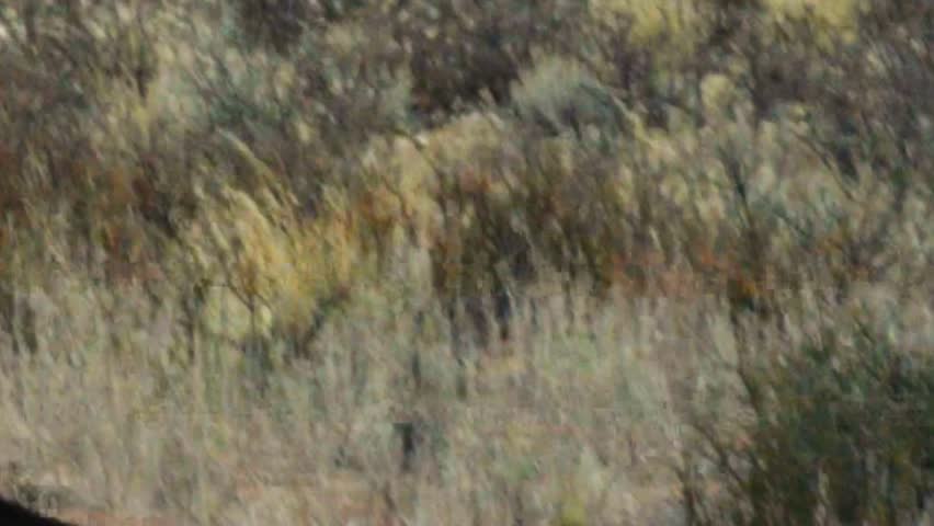 Ostrich Side Profile in Arid Shrubland