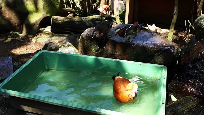 Close-up of a duck floating in shallow water with other birds nearby in a Japanese zoo. Natural wildlife background for travel and animal theme. Birds swimming